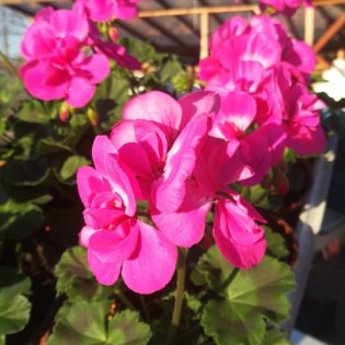 Pelargonija rožinė ciklameno