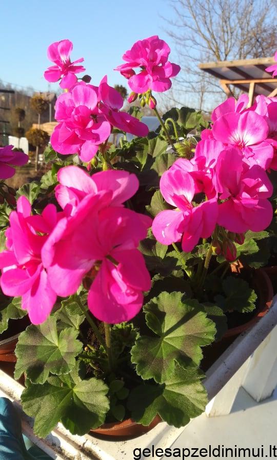 92274127_559123358127593_2507357020701589504_n