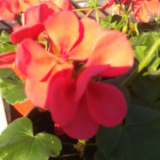 Pelargonija lašišinės spalvos