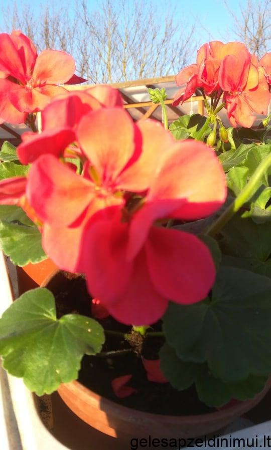 92285348_651041435464288_4817222000500015104_n