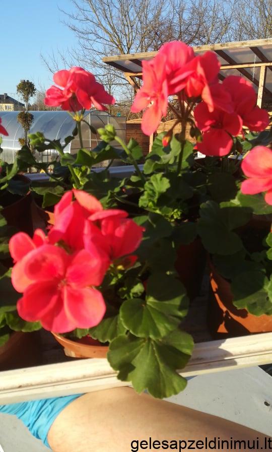 92708416_3136274126412426_6279551450167115776_n