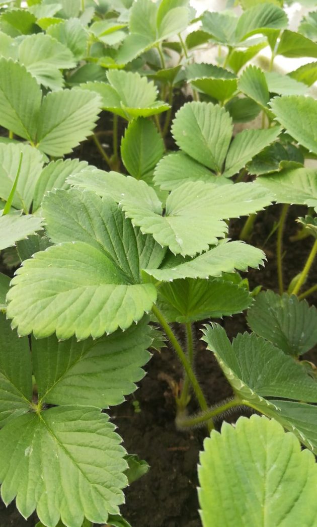 92953070_221941539077274_7953548922679459840_n