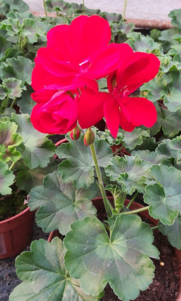 93226293_158725068791360_6968252587111874560_n