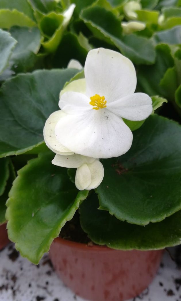 93695755_514967825867003_6285307883164794880_n (1)