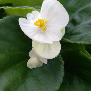 Begonija Semperflorens (ledinukai) #3