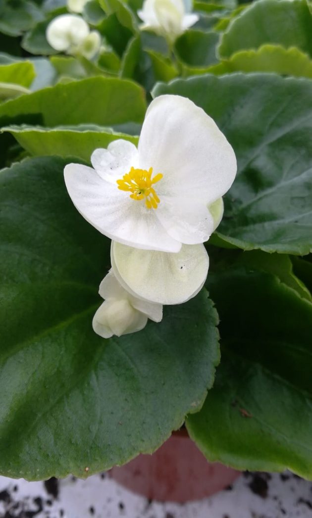 93847328_1702540989888913_5851271811219587072_n (1)