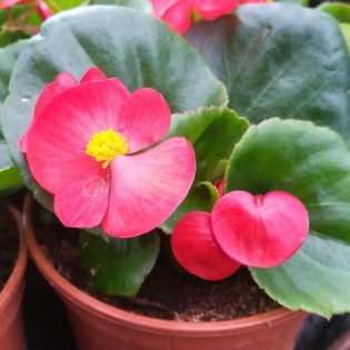 Begonija Semperflorens (ledinukai) #1