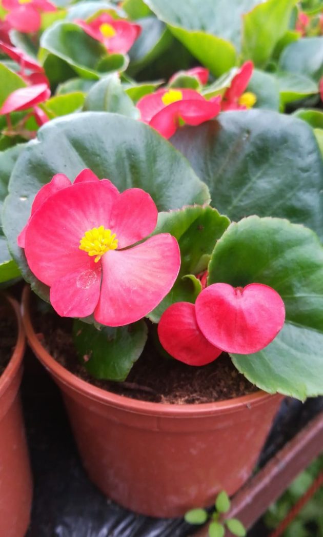 93968585_553805772209406_6495734840850120704_n