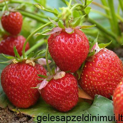 Strawberry_Honeoye