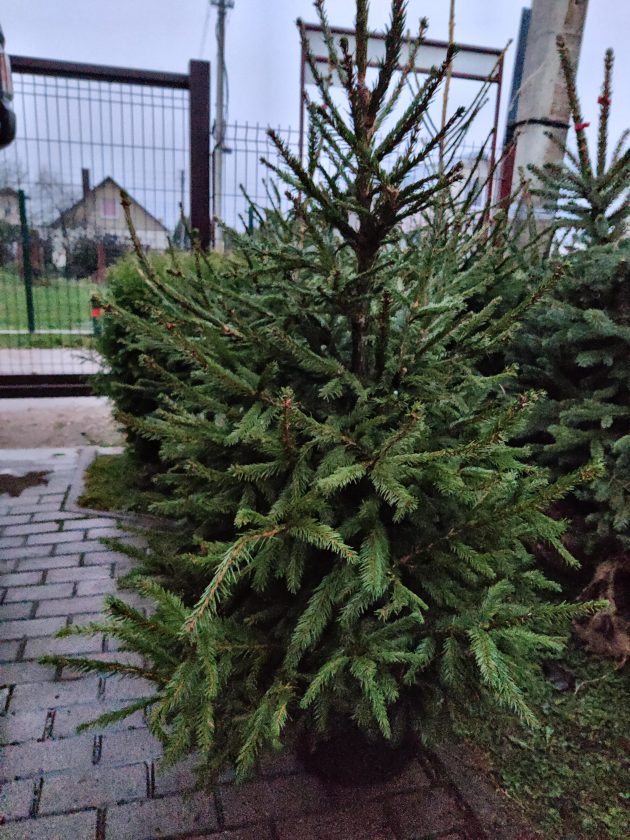 IMG_20201117_162534 (1)