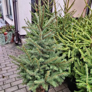 Sidabrinė eglė 120-140 cm.