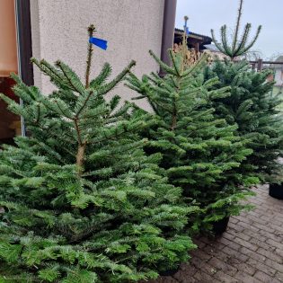 Premium Daniškas kėnis