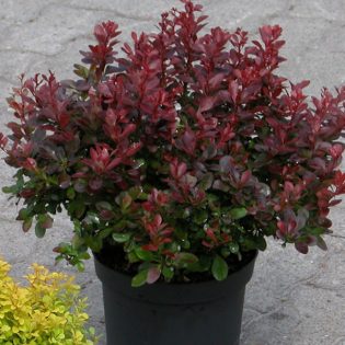 Raugeriškis tunbergo "Atropurpurea Nana" 30-40 cm.