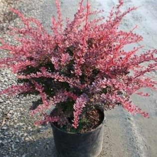 Raugeriškis tunbergo „Rose Glow“ 30-40 cm.