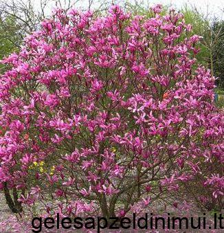 6ea0b8bee515ea9a4ec6a117623fb9d8