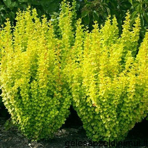 9e1cddcd1848201a8e244b775bd3320d