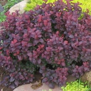 Raugeriškis tunbergo „Concorde“ 20-30 cm.