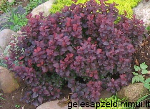 Berberis_thunbergii_Concorde_1