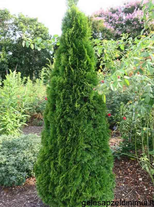 Thuja occidentalis ‘Smaragd’2O0