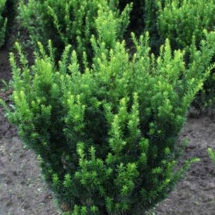 Kukmedis paprastasis „Hillii“ 80-100 cm.