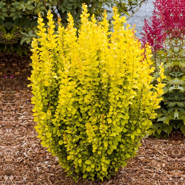 berberis-maria-p4629-36912_zoom
