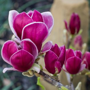 Magnolija "Genie" 150-200 cm.