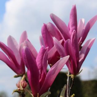 Magnolija "Susan" apie 50 cm.