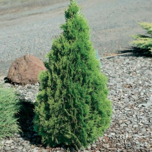 Tuja vakarinė „Smaragd“ 100 -120cm