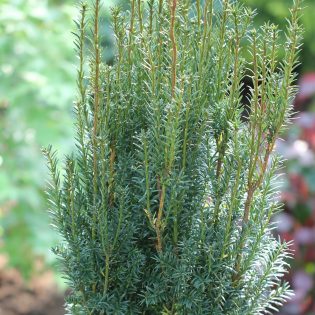 Kukmedis paprastasis "Hillii" 40-60 cm.