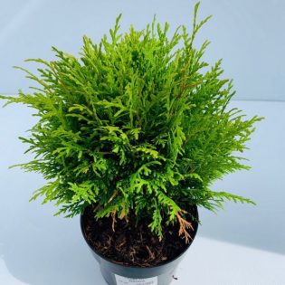 Tuja vakarinė "Danica" Ø 15-20 cm