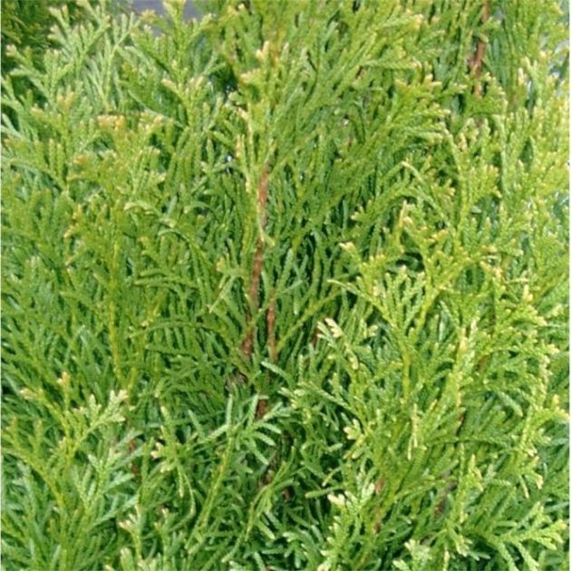 thuja-occidentalis-smaragd-conifer-p433-763_medium