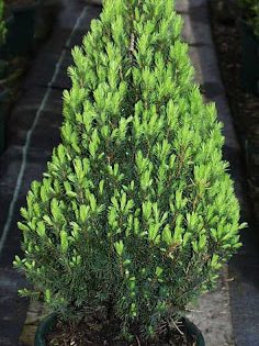 Eglė baltoji "Conica" 40-50 cm.