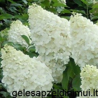 2094_neilalcock_1488918932_320