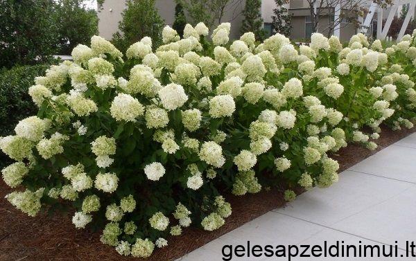 2b0ac11e84a748144efe13a67ffd4a1b