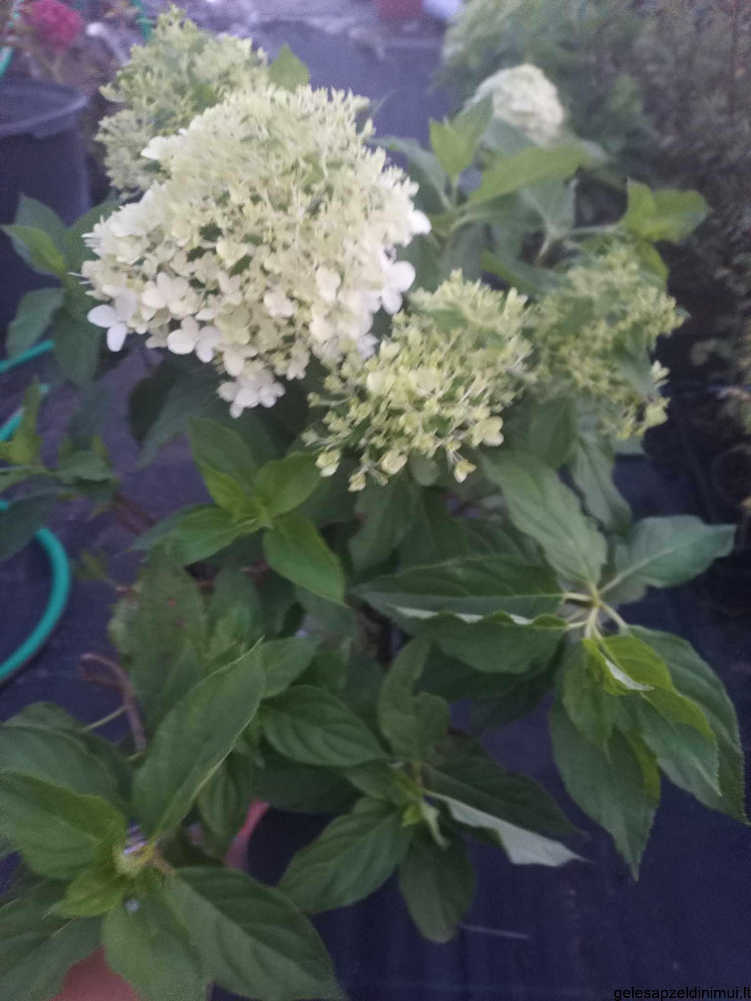 373454421_7022724074487418_5030185161289898824_n