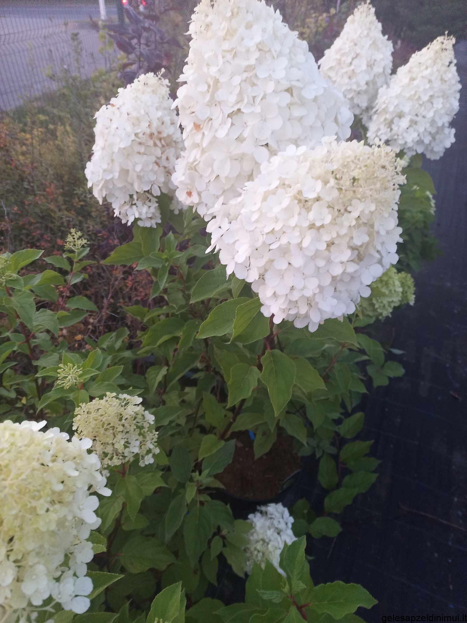 375028117_329447222816089_5129304324906171312_n