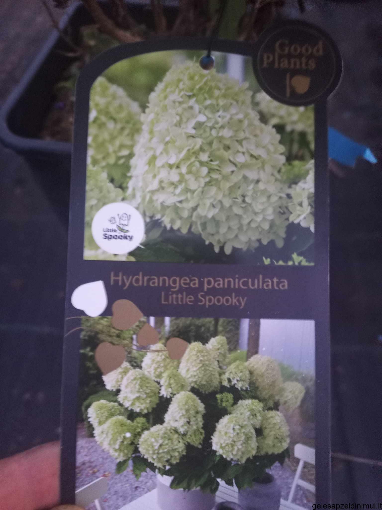 376387075_123975364133225_7497032243182332981_n