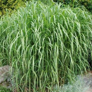 Miskantas (miscanthus) giganteus iki 300 cm