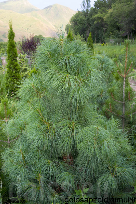 675f3e4d949d86c74925e9cfbe2c6870