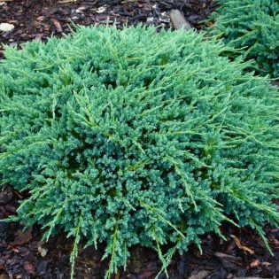 Kadagys žvynuotasis „Blue Carpet“ Ø 40-50 cm.