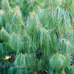 Pušis himalajinė 200-240 cm.