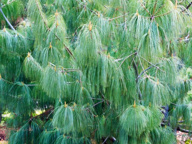 Pinus-wallichiana-Himalayan-Pine
