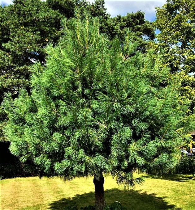 Pinus-wallichiana-Сосна-гималайская-дерево