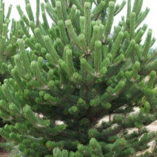 Pušis juodoji „Oregon Green“ 100-125 cm.