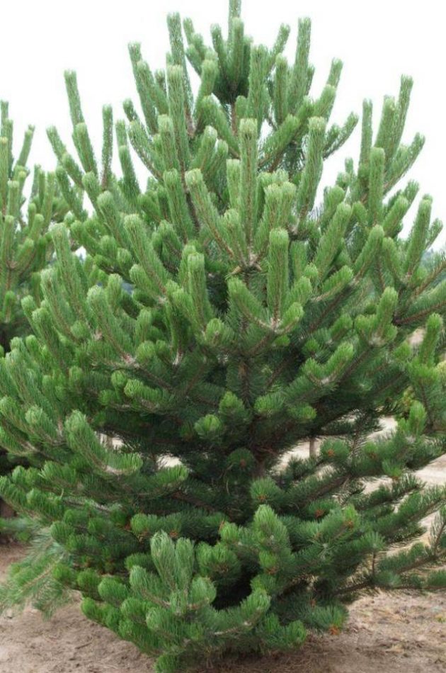 Pinus_nigra_Oregon_Green2