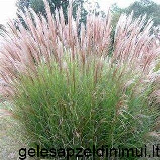 miscanthus-sinensis-gracillimus-maiden-grass-3-gal