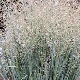 Sorulė ryškėtoji "Heavy Metal" 40-50 cm.