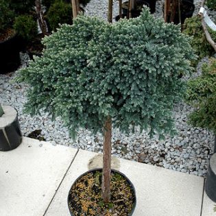 Kadagys žvynuotasis „Blue Star“ kamieninis, štambinis 70 cm./Ø 20-30 cm.