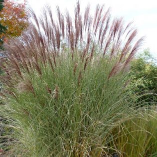 Miskantas kininis „Morning Light“