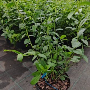 Šilauogė "Bluecrop"